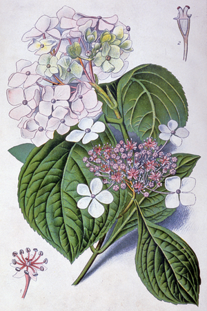 Hydrangea, early 20th century (illustration)
