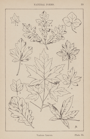 Ornament: Natural Forms, Various Leaves (engraving)