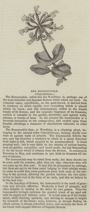 The Honeysuckle, Caprifolium (engraving)