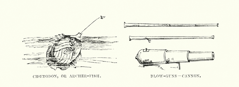 Human invention anticipated: Air gun (engraving)