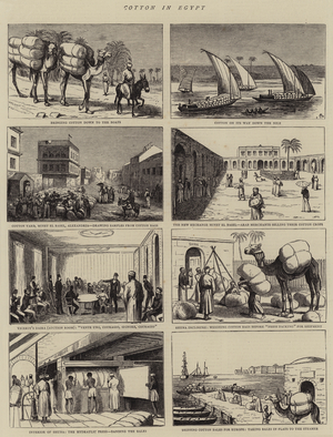 Cotton in Egypt (engraving)