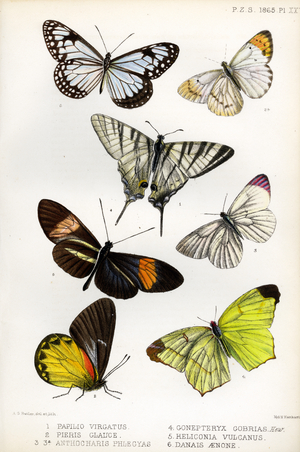 Tropical Butterfly Species (print)