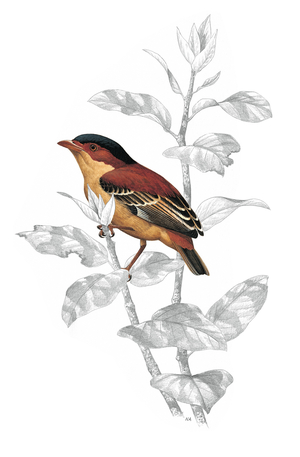 Manakin