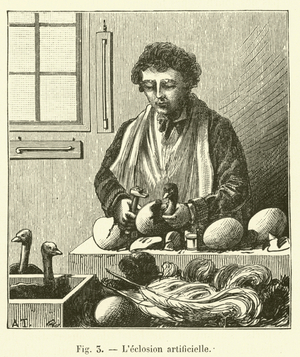 L'eclosion artificielle (engraving)