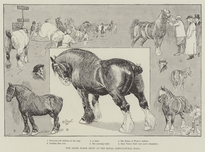 The Shire Horse Show at the Royal Agricultural Hall (engraving)
