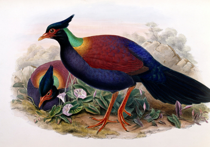 Otidiphaps (lithograph)