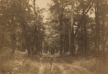 Bas-Bréau, Forest of Fontainebleau,1849-1852 (photo)