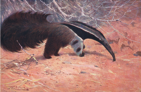 Great Ant Eater, from Wildlife of the World published by Frederick Warne & Co, c.1900 (litho)