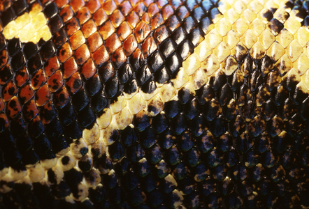 Close Up Of The Skin Of A Boa Constrictor