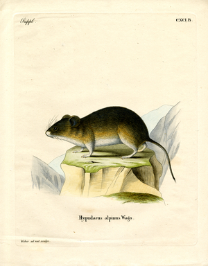Snow Vole (coloured engraving)