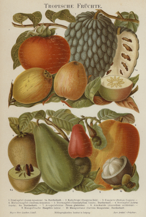 Tropical fruits (colour litho)