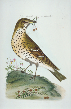 Turdus philomelos