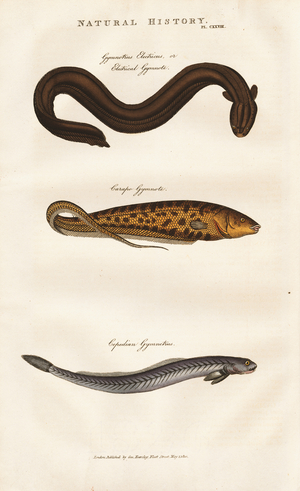 Three Species of Eel-like Fish, 1813 (engraving)