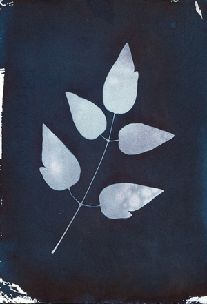 Cyanotype, 2023 (cyanotype on paper)