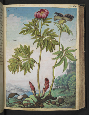 Full page botanical painting of Paeonia mascula or 'Peonia Rossa' (Wild Peony) with open seed pods, a forest and village in the background.