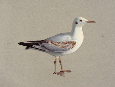 Study of a juvenile black-headed gull in winter plumage (oil on paper)