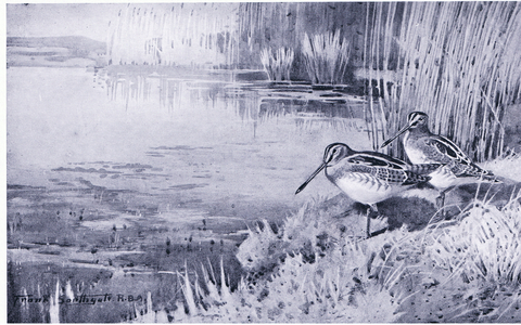 A favourite feeding place (litho)