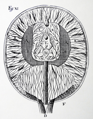 Descartes's drawing of the human brain. From Rene Descartes Opera Philosophica, Frankfurt-am-Main 1692