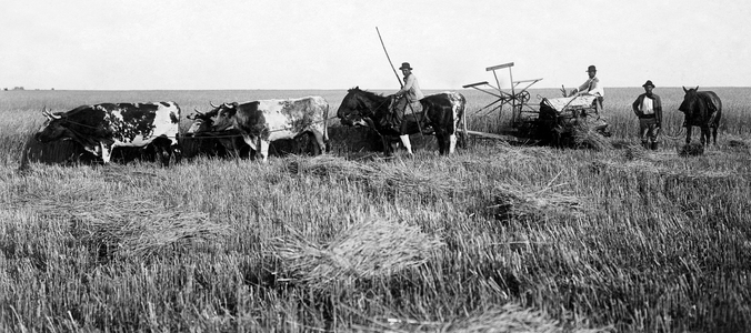 Reaping, 1910-1920 (b/w photo)
