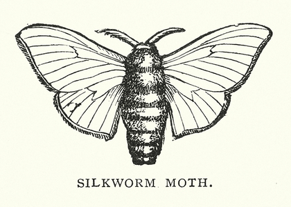Silkworm moth (engraving)