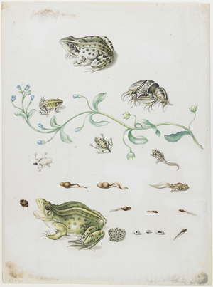 Metamorphosis of a Frog and Blue Flower (w/c on paper) 