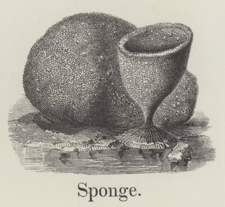 Sponge (engraving)