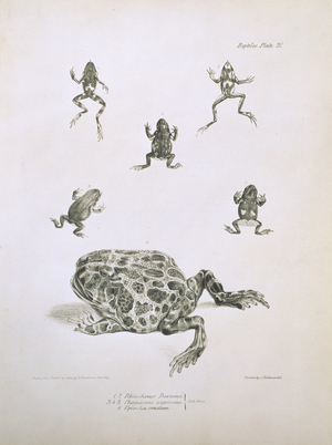South American frogs and toads