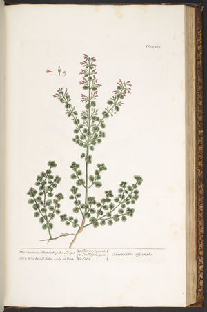 Plate 167, from 'A Curious Herbal', 1737 (coloured engraving)