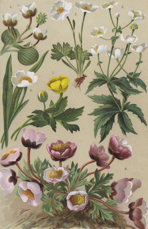 Alpine flora (chromolitho)