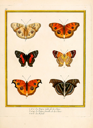 Peacock Butterfly from China and Royal Butterfly (print)