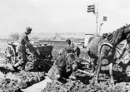 Horses in mud on the Eastern front, 1942 (b/w photo)