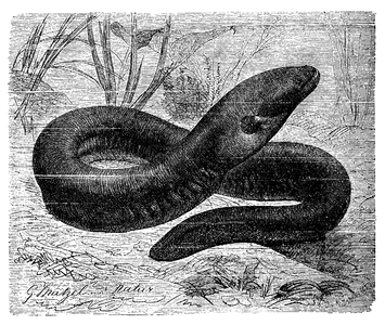 Electric eel