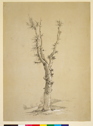 The Waterloo Elm, 1818 (pencil and scraper)