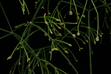 Rhipsalis baccifera 009, 2004 (photo)