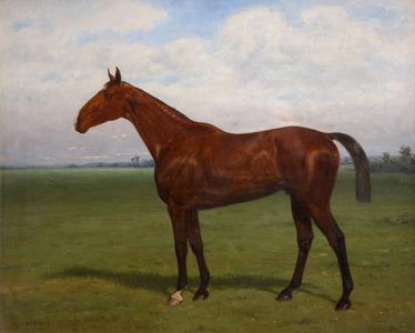 'Conspirator', Portrait of a Horse (oil on board)