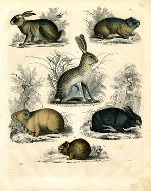 Hares, Rabbits and Other Small Rodents (hand-coloured litho)