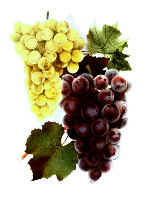 Grapes of the variety: 1. Moores Diamond, 2. Salem, Digitally prepared reproduction of a watercolour drawing from 1856