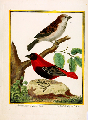 House Sparrow and Cape Cardinal (print)