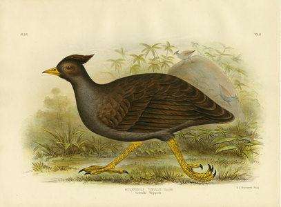 Australian Megapode, 1891 (colour litho)