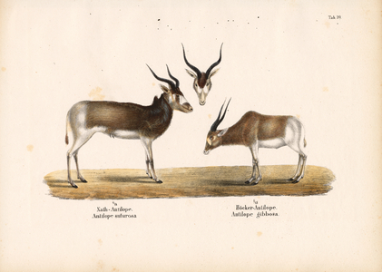 Addax and Bontebok Antelopes, 1848 (lithography)