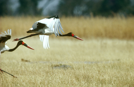 Saddle-billed Storks, South Africa, Africa (photo)