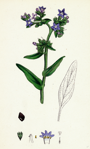 Anchusa Officinalis Common Alkanet