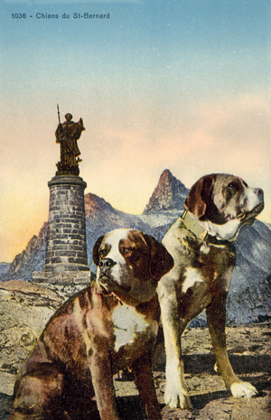 St Bernard Dogs (colour photo)