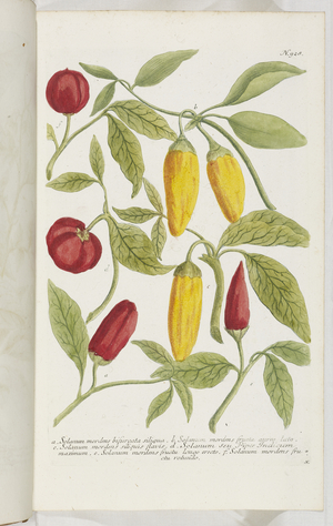 Solanum, 1737 (engraving)