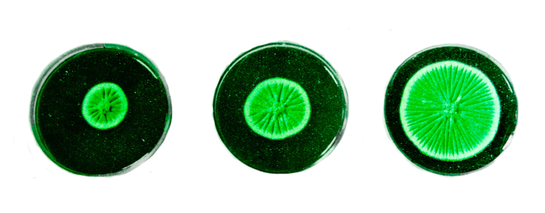 specimens were prepared by Alexander Fleming.  They are of the mould from which penicillin is extracted