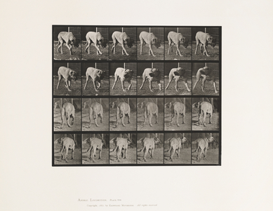 Plate 703. Dog; Walking; Interrupted Mastiff-Dread, 1885 (collotype on paper)