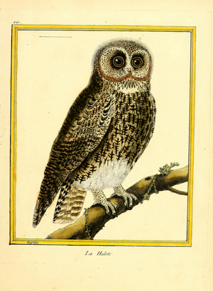 Tawny Owl (print)