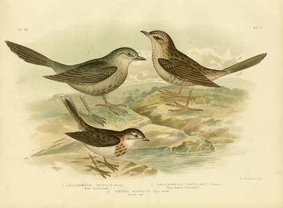 Brown Songlark, 1891 (colour litho)