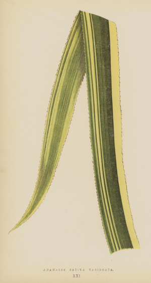Ananassa Sativa Variegata (chromolitho)