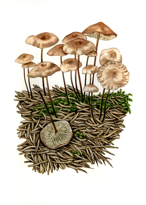 Marasma smells garlic